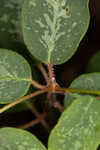 False flowering spurge